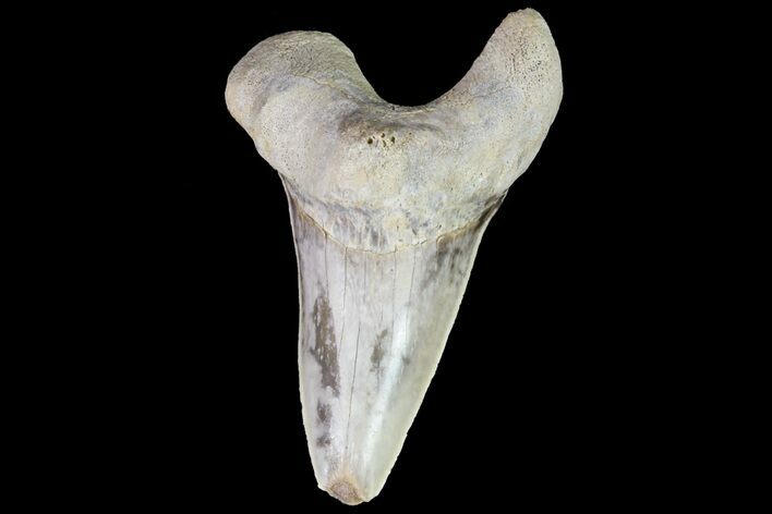 Cretaceous Cretoxyrhina Shark Tooth - Kansas #71752